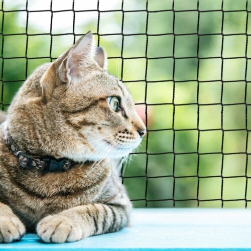 Dynamic Content Image